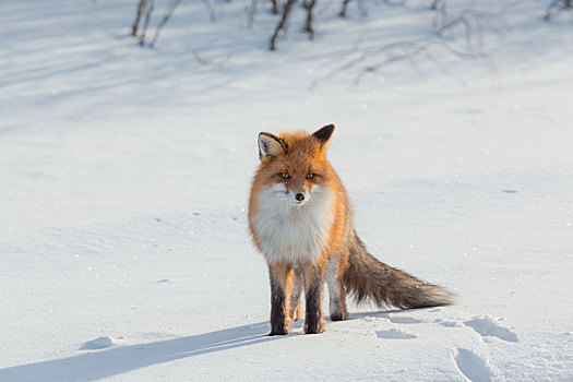 孤单,狐狸,走,雪,冬天