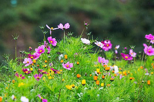 格桑花