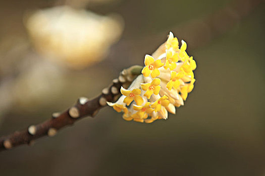 结香花