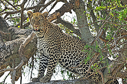非洲豹,豹,坐,枝条,树,马赛马拉国家保护区,肯尼亚,非洲