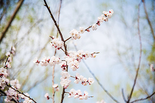 春季盛开的杏花花朵特写