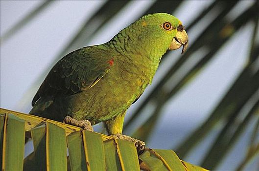 黄颈亚马逊鹦鹉,鹦鹉,鸟,洪都拉斯,中美洲,动物