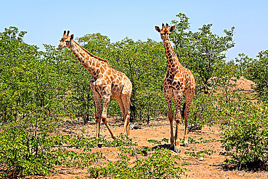 两个,南方,长颈鹿,成年,克鲁格国家公园,南非,非洲