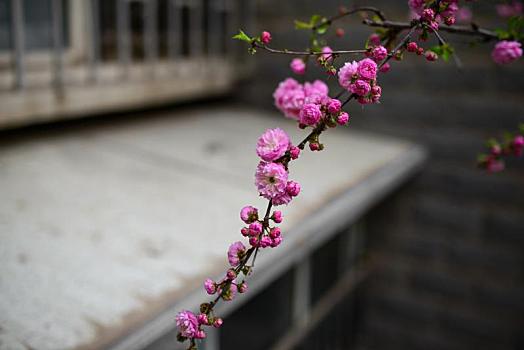 春天,公园里盛开的迎春花,樱花,桃花等