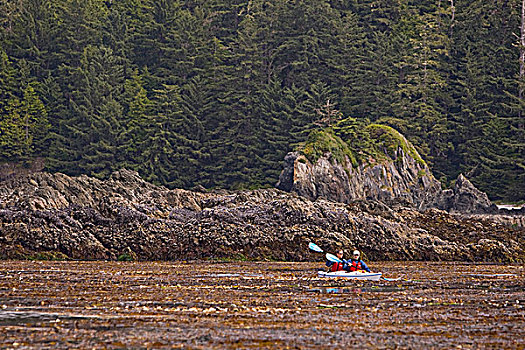 漂流者,密集,海藻,树林,区域,靠近,温哥华岛,不列颠哥伦比亚省,加拿大