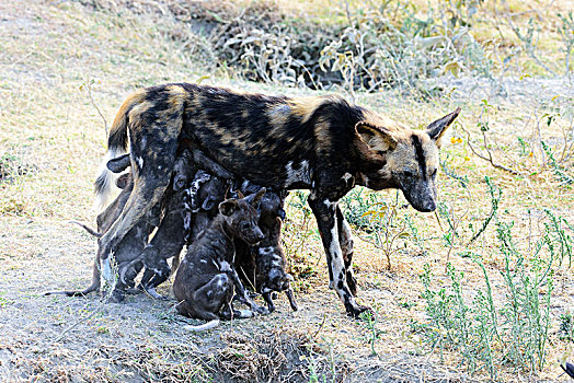 野狗,非洲野犬属,哺乳,小狗,恩戈罗恩戈罗火山口,保护区,坦桑尼亚