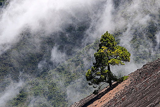 加纳利群岛,松树,松属,云,后面,帕尔玛,西班牙,欧洲