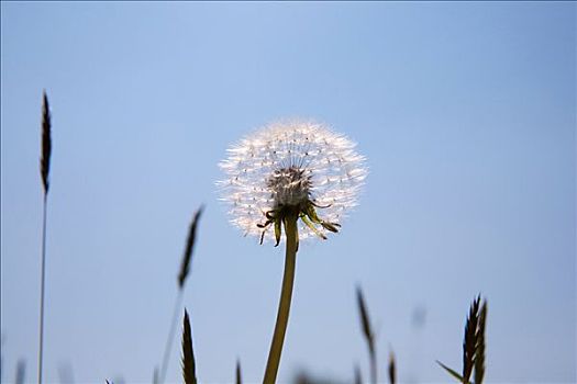 蒲公英絮球