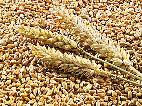 小麦作物,穗