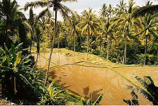 稻田,乡村,巴厘岛,印度尼西亚
