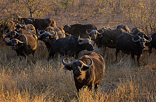 南非水牛,非洲水牛,克鲁格国家公园,南非,非洲