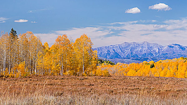 美国,犹他,国家森林,山,林地,画廊