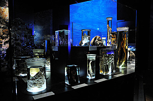 展览,保存,玻璃,珊瑚,礁石,展示,博物馆,男人,自然,慕尼黑,上巴伐利亚,巴伐利亚,德国