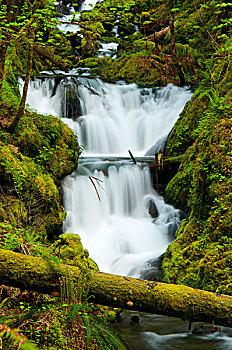 水,落下,溪流,胡德山,国家森林,哥伦比亚河峡谷国家风景区,俄勒冈,美国