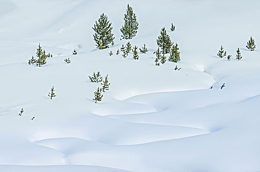 美国,怀俄明,黄石国家公园,雪景,大幅,尺寸