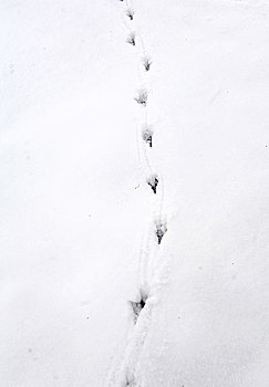 雪地上的动物脚印