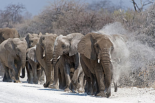 牧群,非洲象,灰尘,浴,走,小路,埃托沙国家公园,纳米比亚,非洲