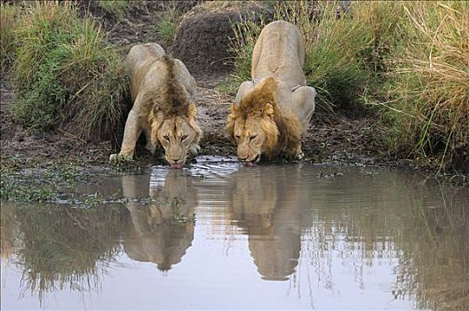 狮子,饮用水,马赛马拉,肯尼亚,非洲