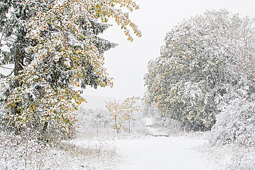 早,初冬,落叶树,秋色,雪中,黑森州,德国,欧洲