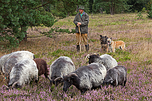 牧羊犬,成群,石南,靠近,下萨克森,德国,欧洲