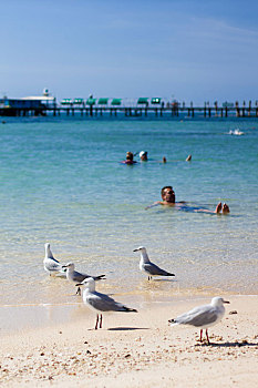 澳洲凯恩斯大堡礁绿岛