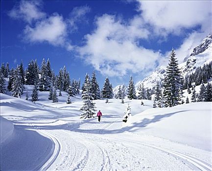 冷杉,树林,初雪,越野滑雪,小路,萨尔茨堡,奥地利