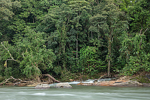 雨林,河,哥斯达黎加