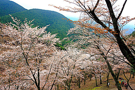 野生樱桃,花