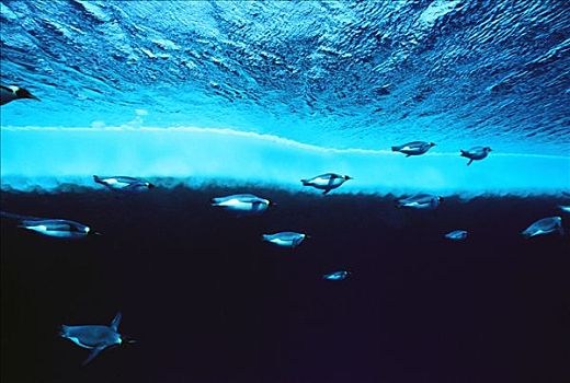 帝企鹅,群,游泳,罐,潜水,20分钟,南极