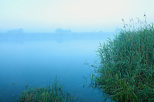 湖,芦苇,费施兰德-达斯-茨因斯特,梅克伦堡前波莫瑞州,德国
