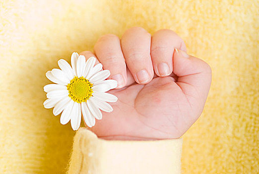 婴儿,握着,白色,雏菊