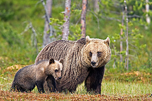 棕熊,母亲,幼兽