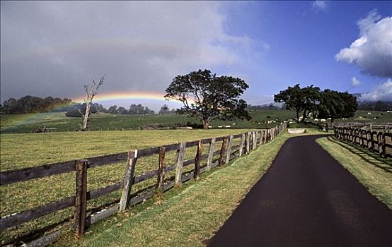 彩虹,上方,农场,美国,夏威夷