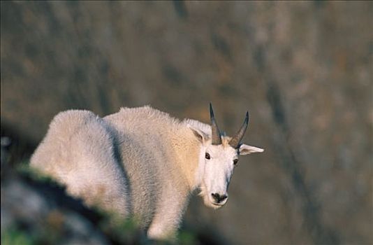 山羊,基奈,峡湾,国家公园