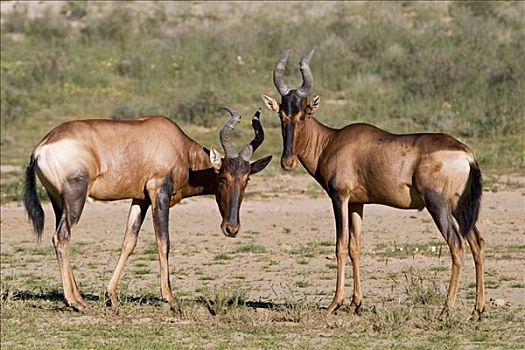 卡拉哈迪大羚羊国家公园,博茨瓦纳,南非