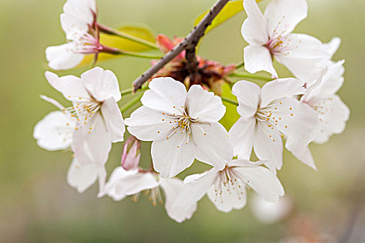 樱花,染井吉野樱,东京樱花,日本樱花