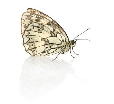 白蝴蝶图片_白蝴蝶图片大全_白蝴蝶图片素材