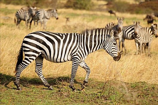 平原斑马,斑马,白氏斑马,马,迁徙,塞伦盖蒂国家公园,坦桑尼亚,非洲