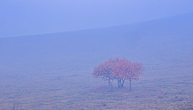 坝上草原秋季风光塞罕坝乌兰布统木兰围场风景