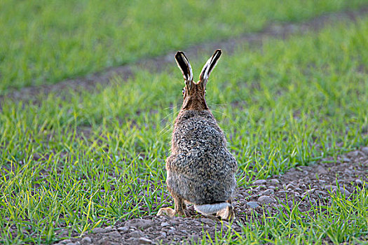 欧洲野兔,成年,后视图,坐,警惕,作物,地点,苏格兰边境,苏格兰,英国,欧洲