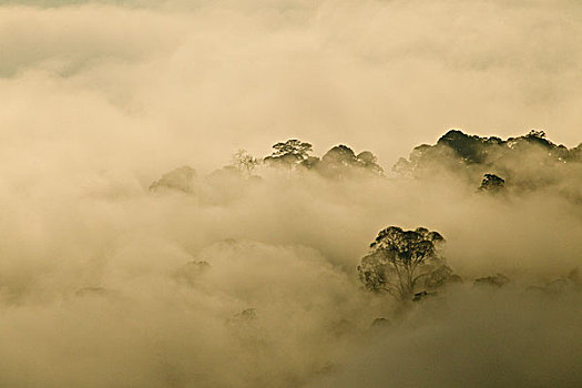 低地,雨林,云,日出,丹浓谷保护区,沙巴,婆罗洲,马来西亚