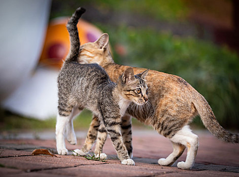 后院花园里玩耍的可爱猫眯