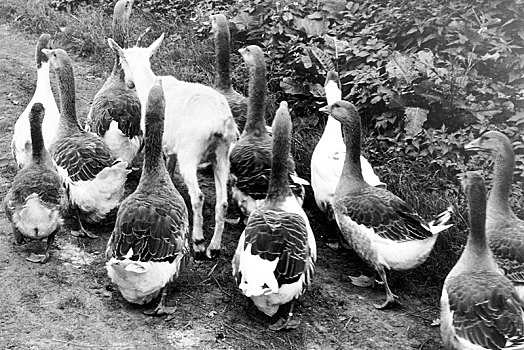 山羊,鹅,20世纪50年代,精准,地点,未知,德国,欧洲