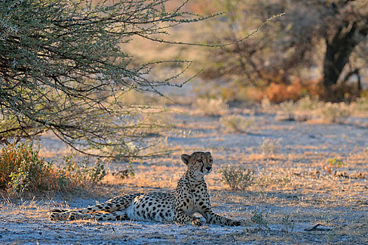 印度豹,猎豹,雌性,卧,荫凉,树,专注,埃托沙国家公园,纳米比亚,非洲