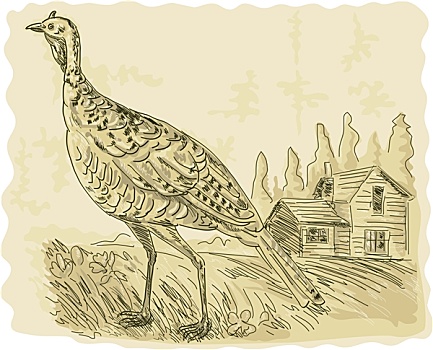 野火鸡,房子,背景