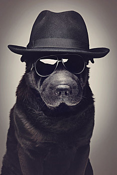 狗,帽子,墨镜
