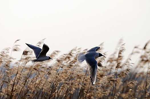 两个,红嘴鸥,海鸥,飞,弗兰克尼亚,德国