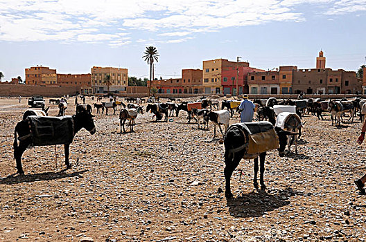 驴,出售,市场,摩洛哥,非洲