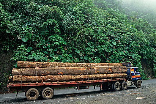 树林,破坏,木材搬运车,运输,原木,雨林,哥斯达黎加,中美洲