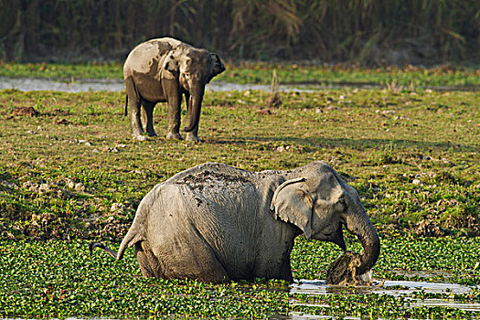 印度象,进食,河,卡齐兰加国家公园,印度